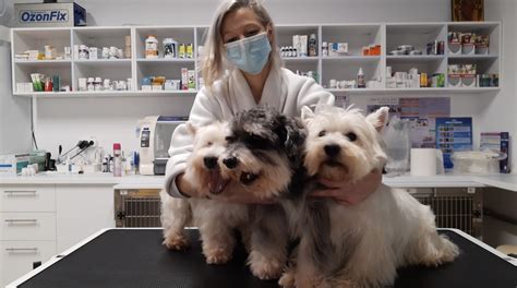 Când este recomandat să vaccinaţi animalele de companie. Ce。